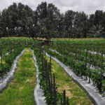 About chili farm