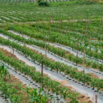 About chili farm 2